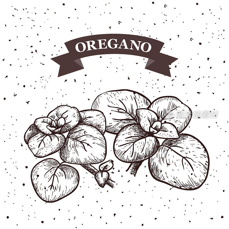 Oregano. Herb and spice label. Engraving illustrations for tags. Vector sketches of vegan food.